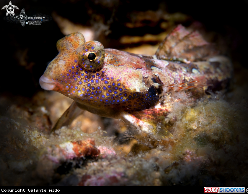 A Morrison's Dragonet (4 cm.) 