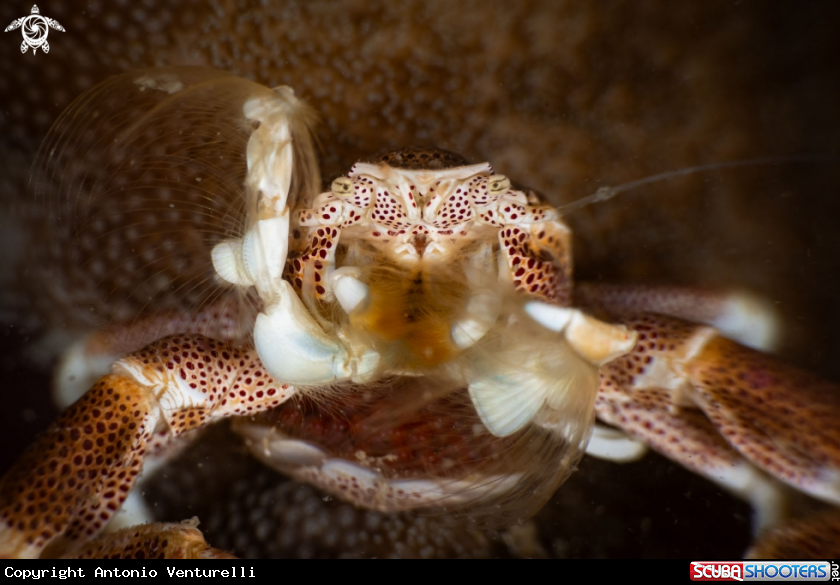 A Coral crab