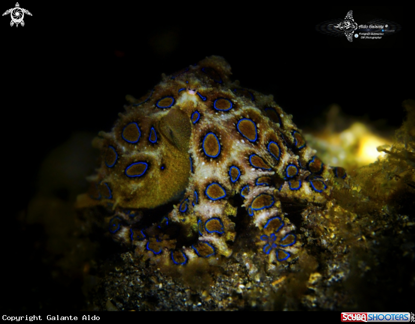 A Blue Ring Octopus