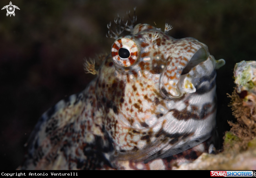 A Combtooth blenny