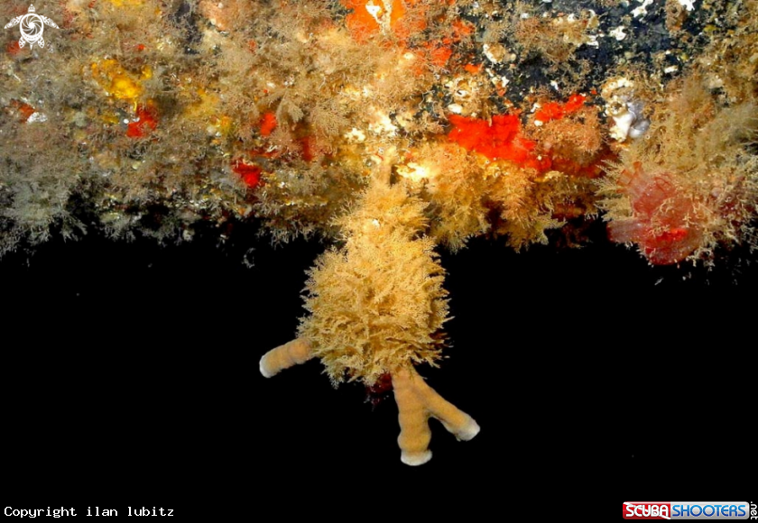 A soft corals