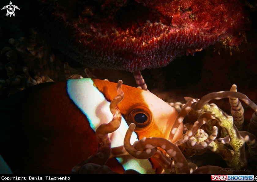 A Saddleback clownfish 