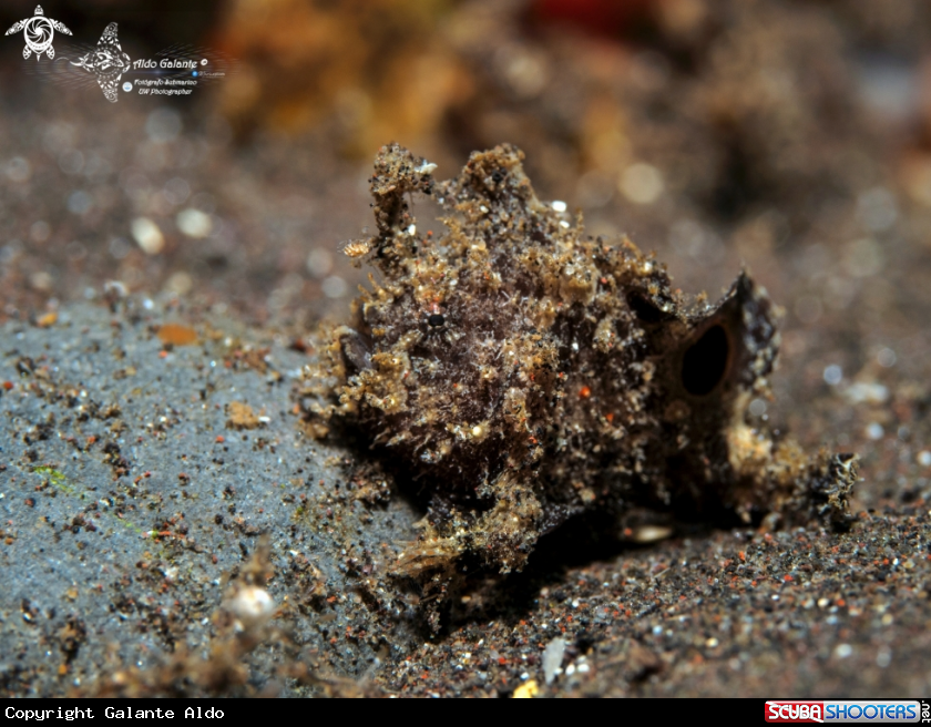 A Ocellated Frogfish