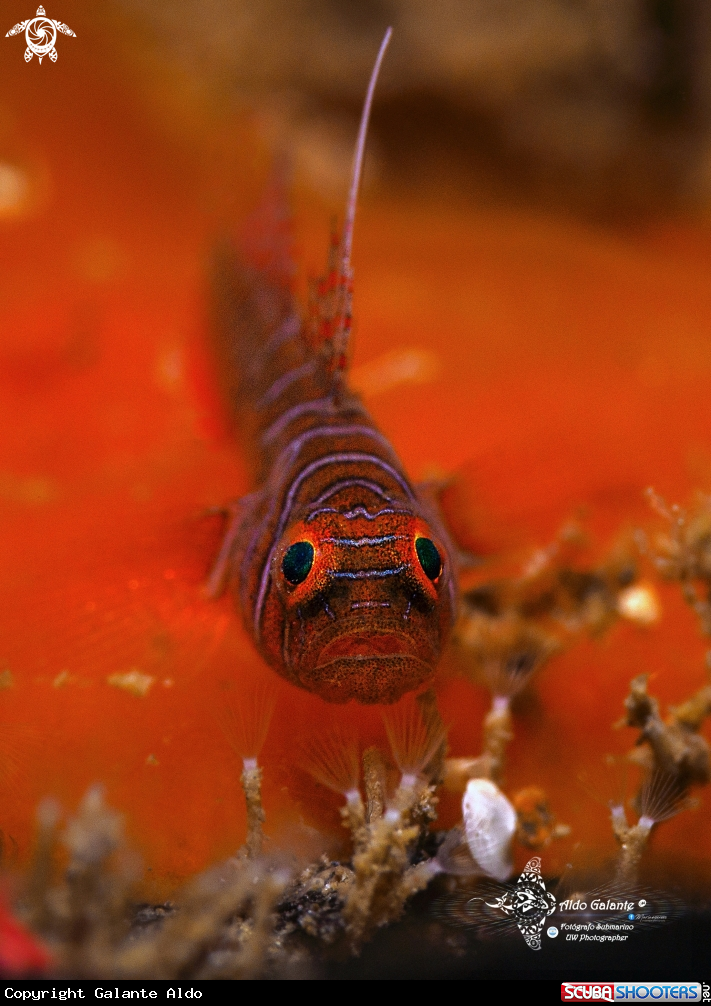 A Tiger Goby - Ribbon Reef Goby