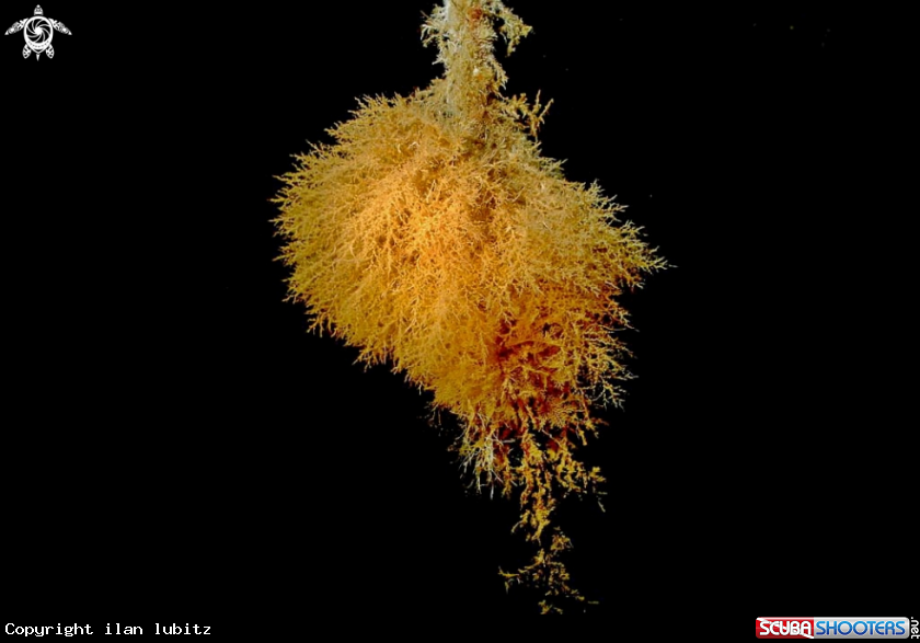 A soft corals