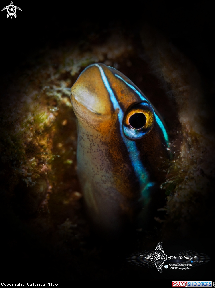 A Blue Striped Blenny