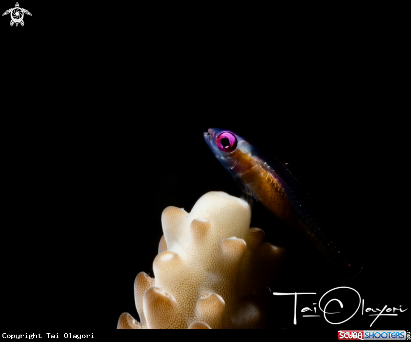 A Pink eye goby