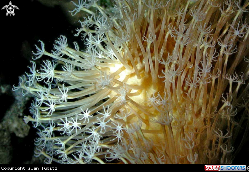 A soft corals