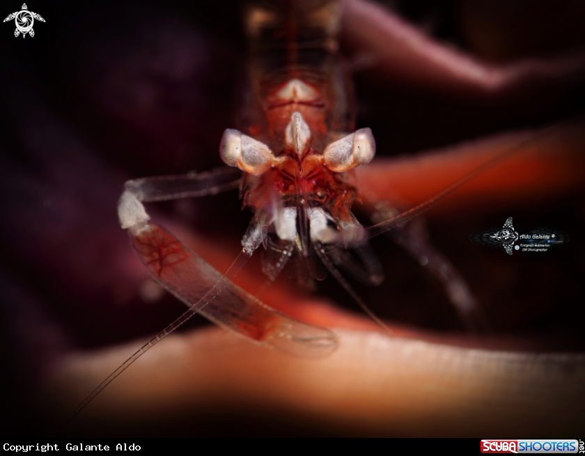 A Sea Pen Symbiont Shrimp 