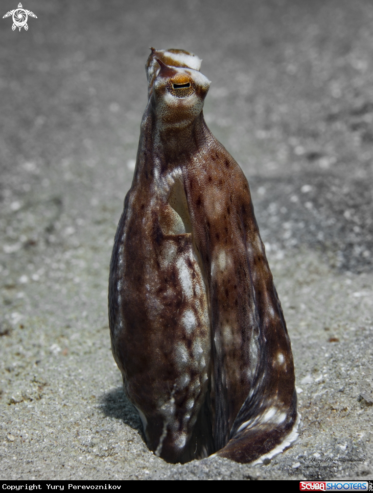 A Octopus