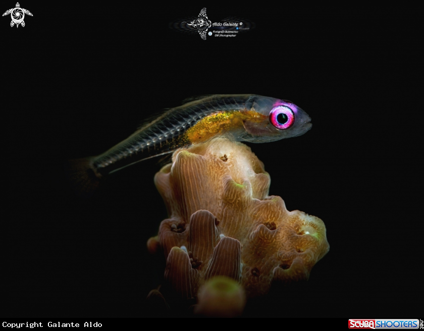 A Pink Eye Goby