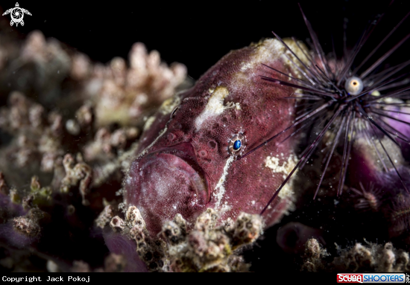 A Abantennarius coccineus