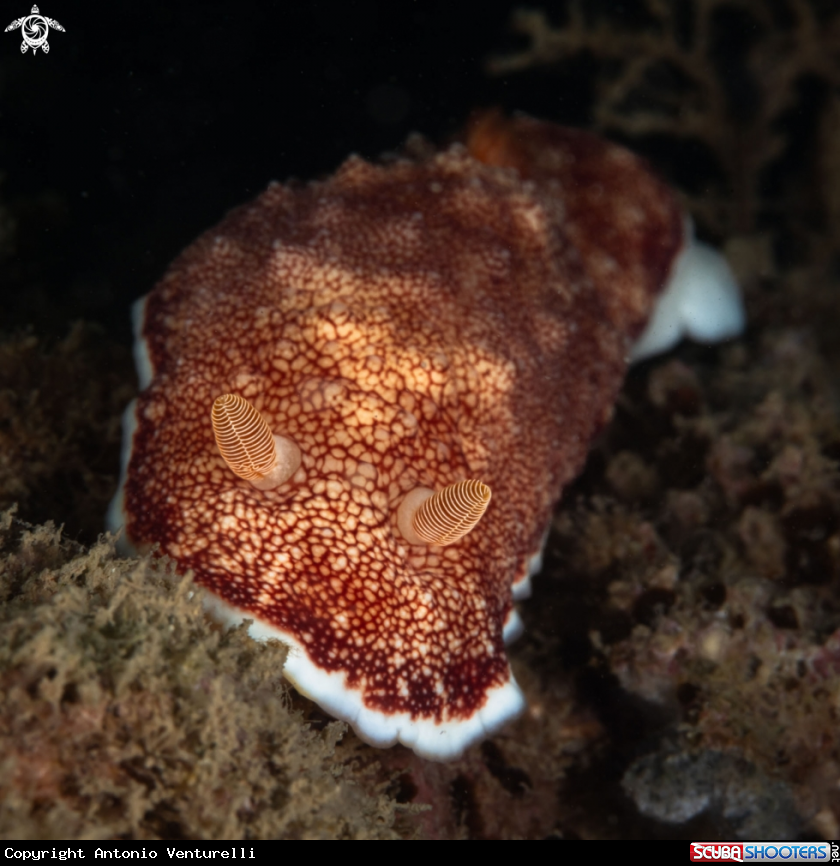 A Goniobranchus reticulata nudibranch