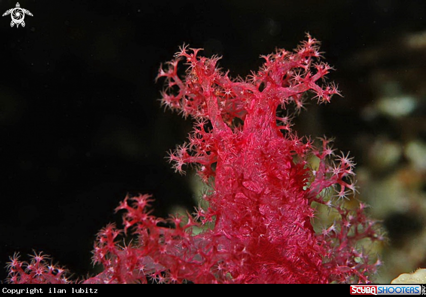 A soft corals