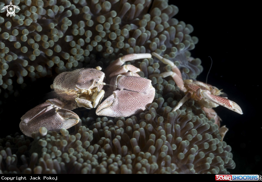 A Red Spotted Porcelain Crabs