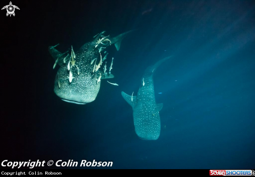 A underwater creature
