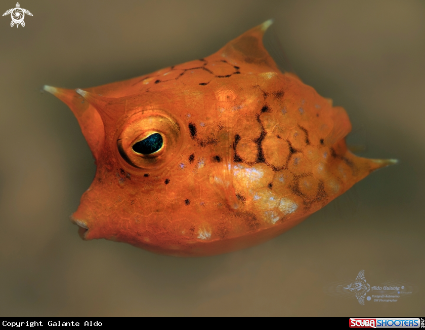 A Thornback Cowfish Juvenil