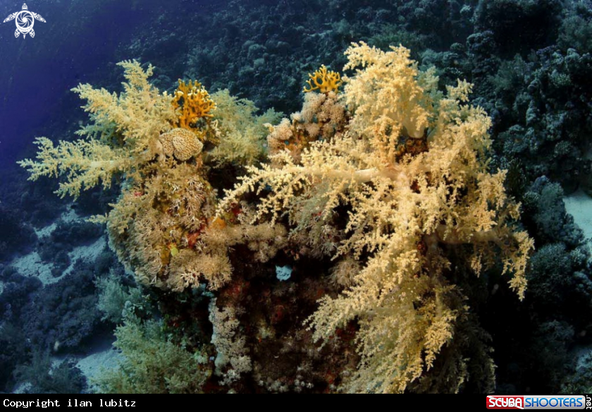 A soft corals