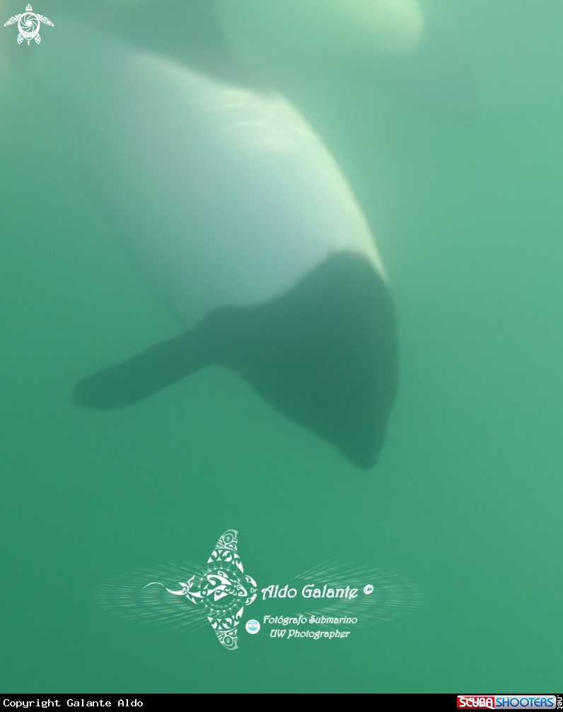 A Commerson Dolphin