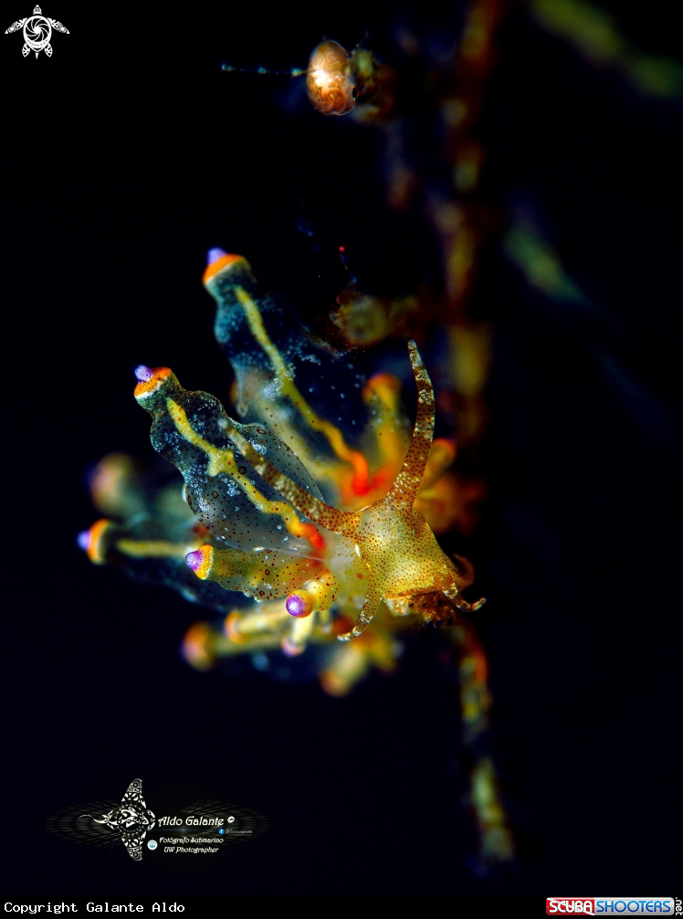 A Eubranchus Sea Slug 