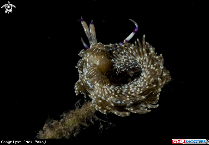 A Pteraeolidia semperi