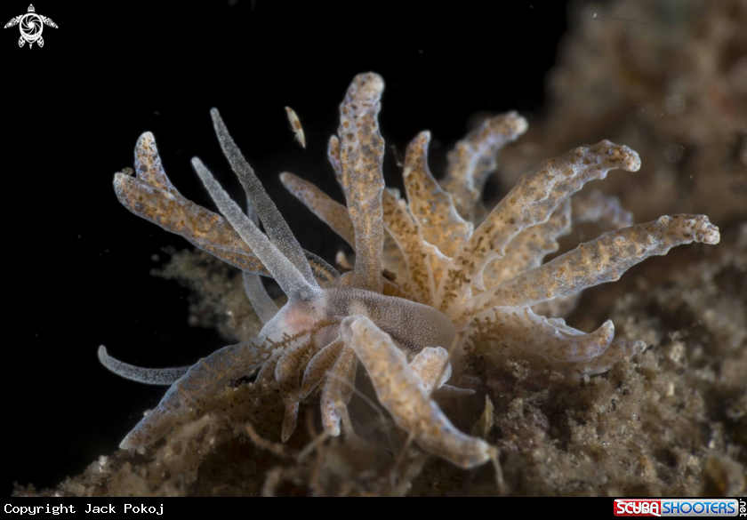 A Phyllodesmium poindimiei