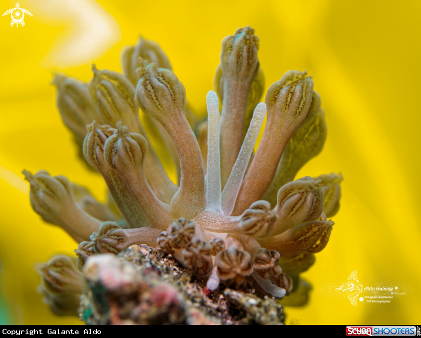 A Rudman's Phyllodesmium