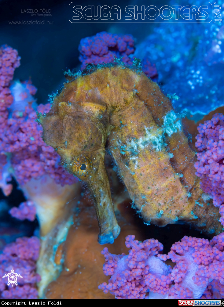 A Seahorse