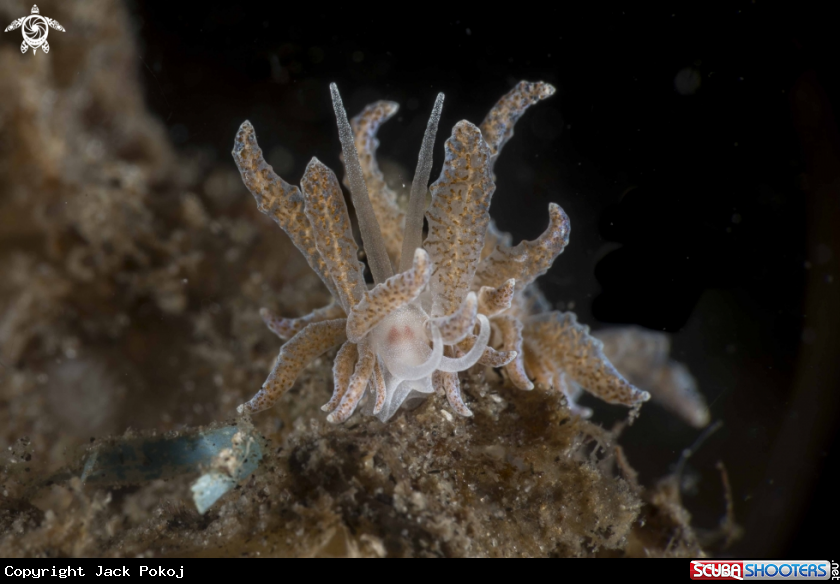 A Pjyllodesmium crypticum