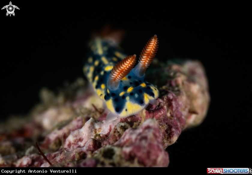 A Hypselodoris infucata nudibranch