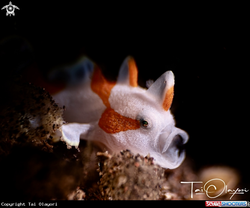 A Clown frogfish