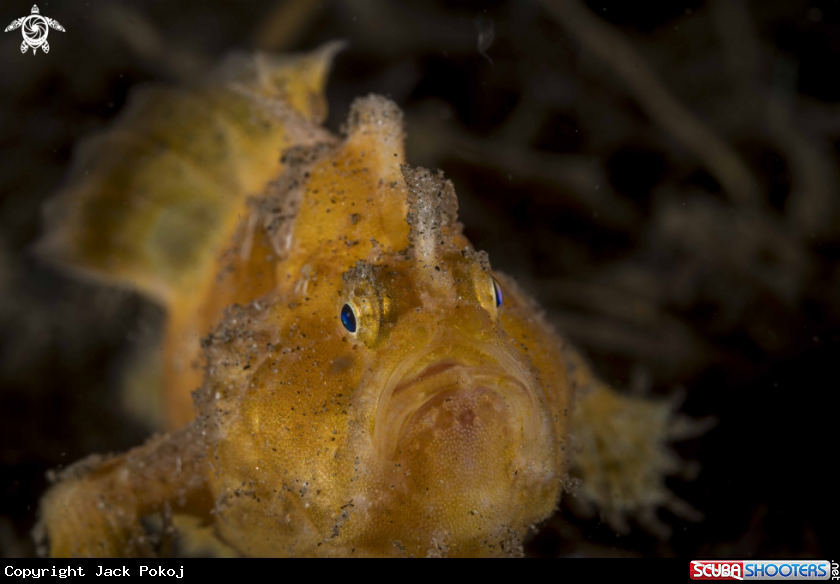 A Shaggy Frogfish