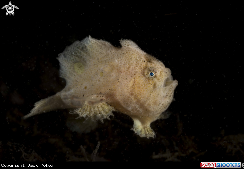 A Antennatus nummifer