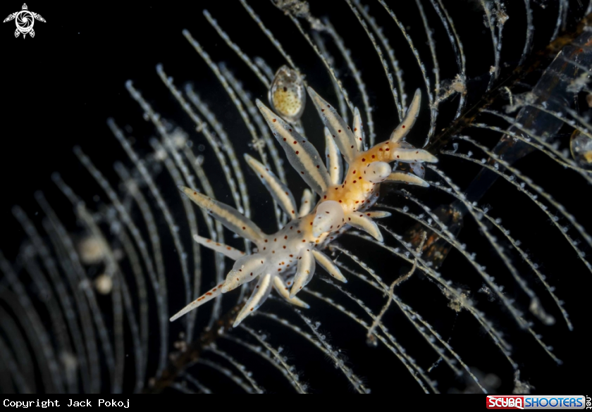 A Eubranchus sp.