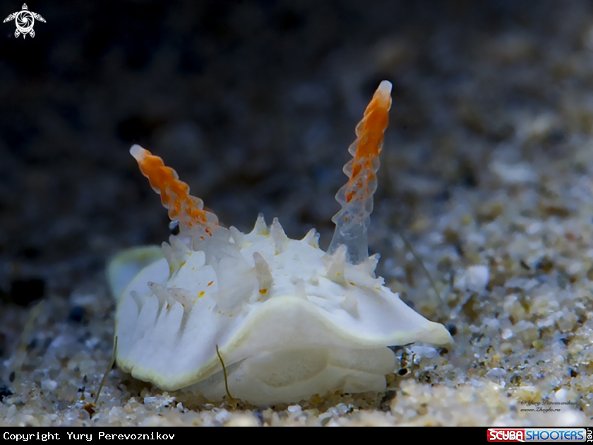 A Nudi
