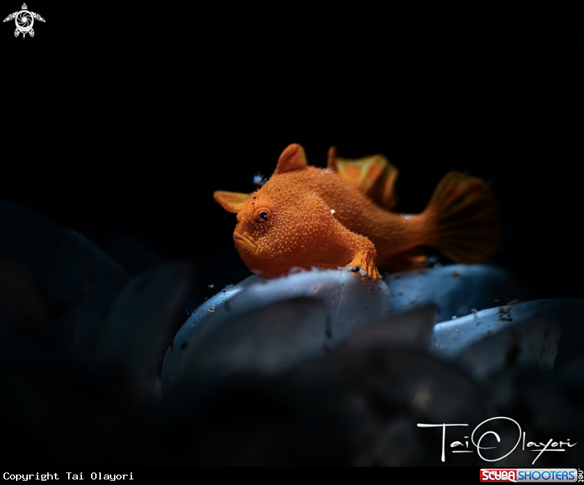 A Juvenile Painted frogfish 
