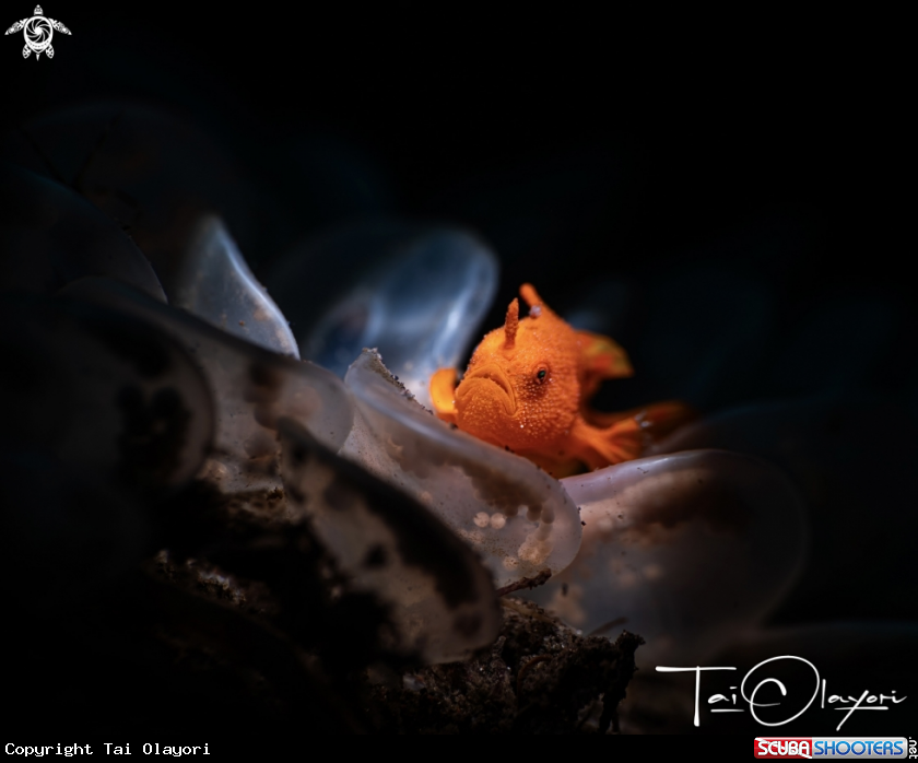 A Juvenile Painted frogfish 