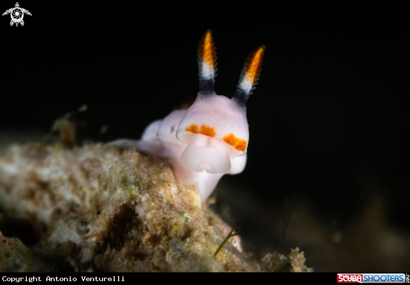 A Verconia nivalis nudibranch