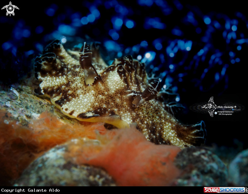 A Nudibranch