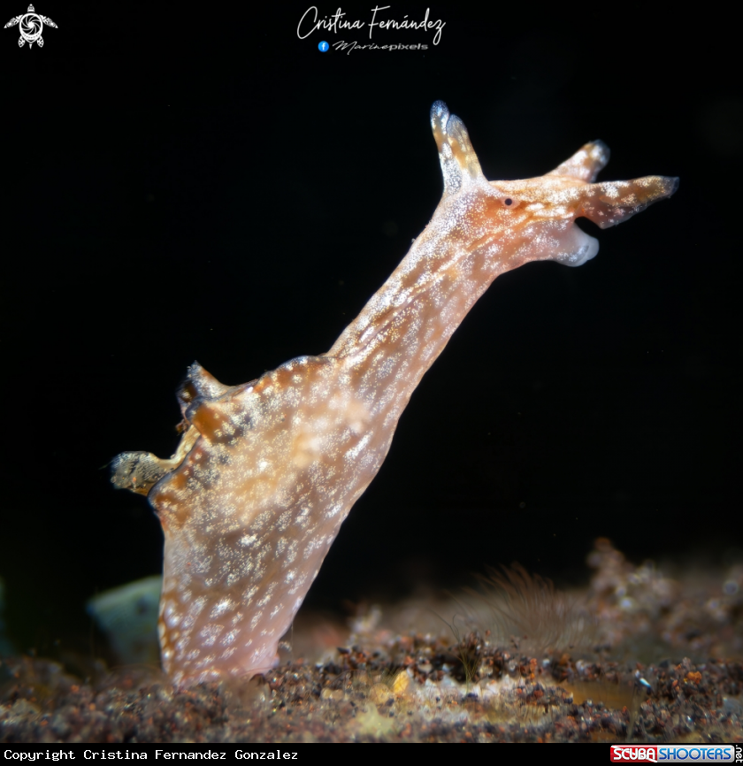 A Nudibranch