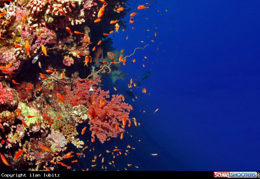 A soft corals