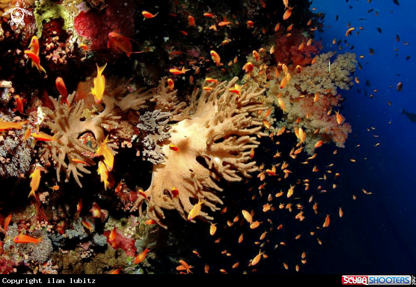 A soft corals