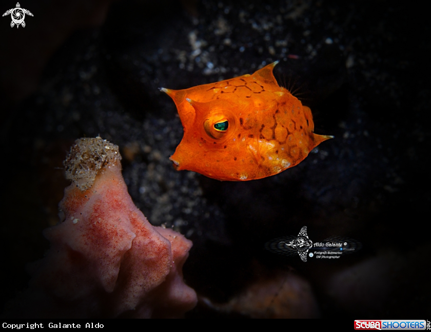 A Thornback Cowfish (2 cm- 1 Inch, approx.)   