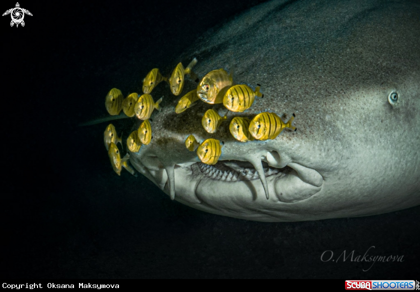 A School of Juveniles bright yellow with dark bars Golden Trevally (Gnathanodon speciosus) and Tawny nurse shark (Nebrius ferrugineus)