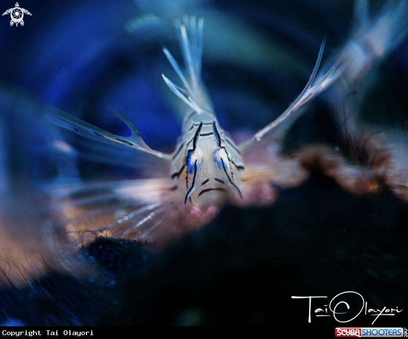 A Lion fish 