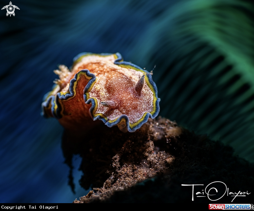 A Glossodoris sp.
