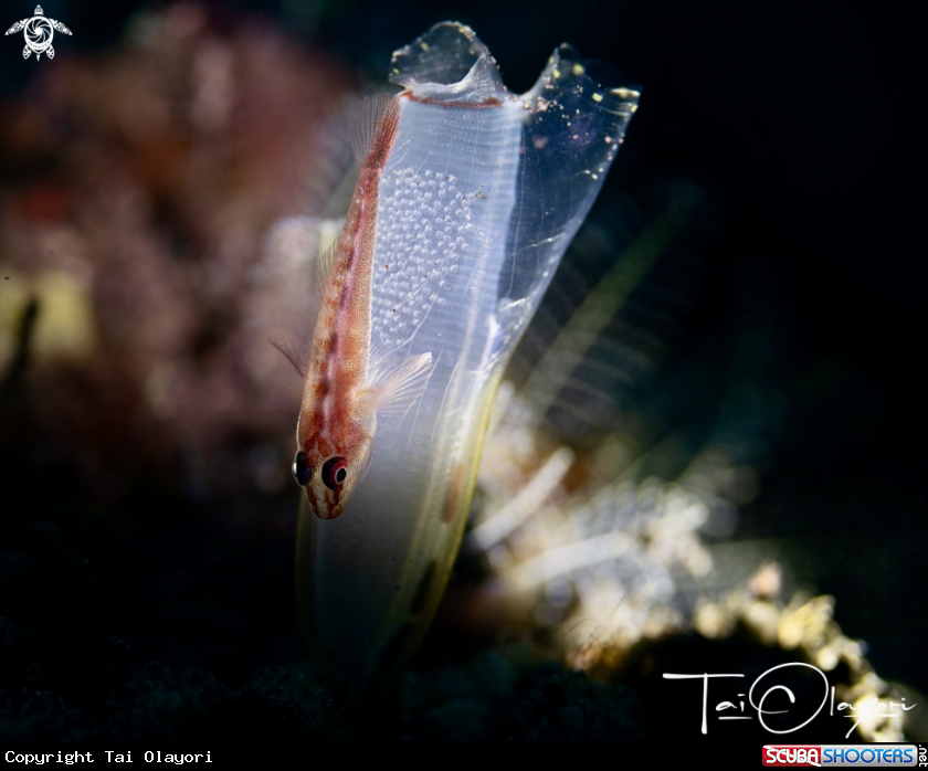 A Goby