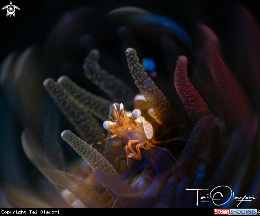 A Sexy shrimp 