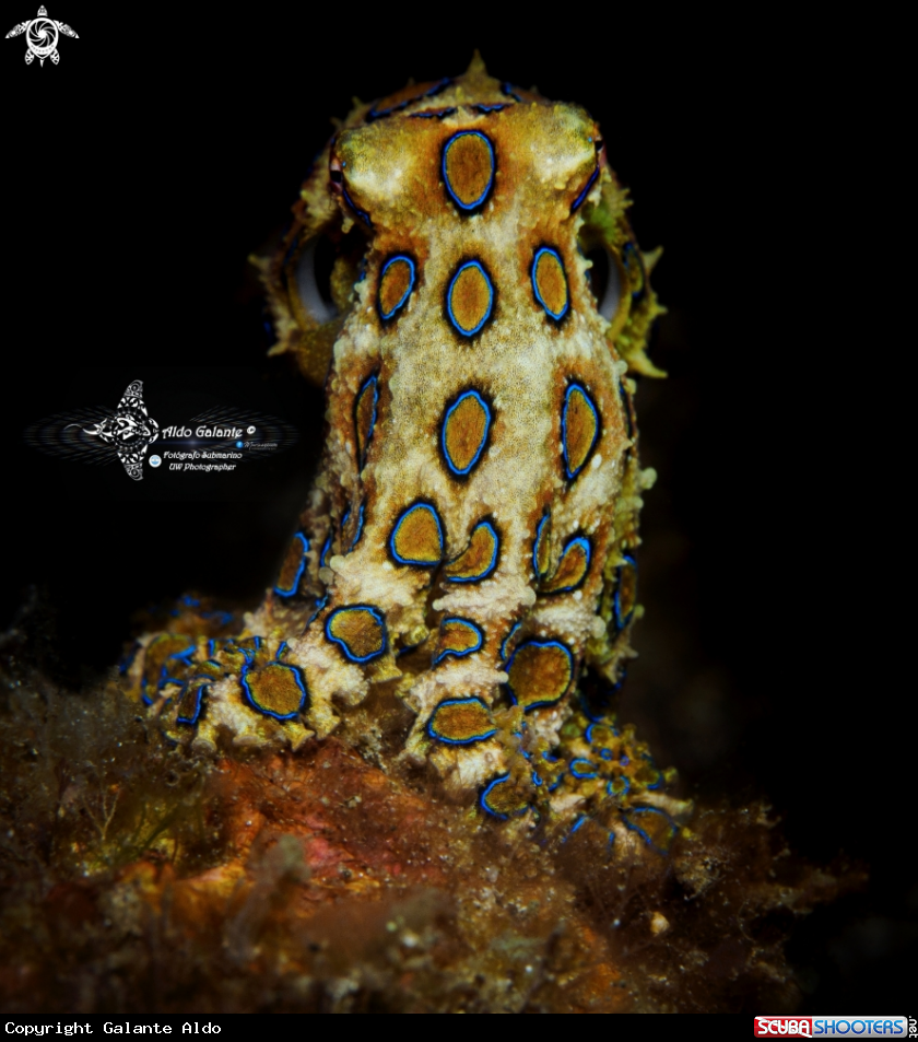 A Blue Ring Octopus