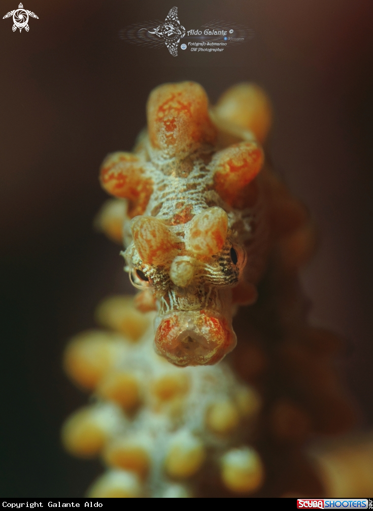 A Pygmy Seahorse Bargibanti (Size: 18 mm./0.70 Inch) 